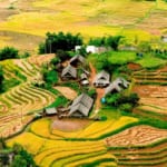 terraced rice field