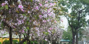 Hanoi Blossom