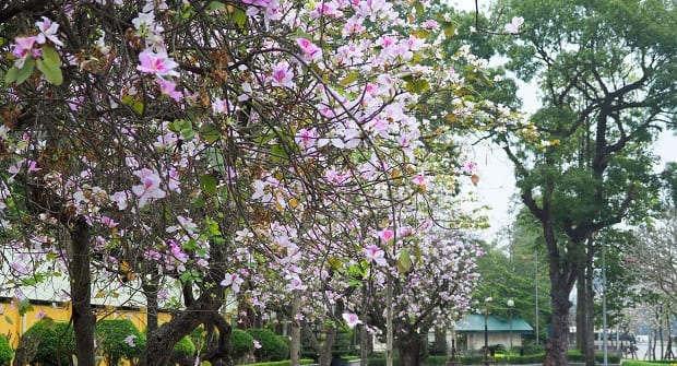 Hanoi Blossom